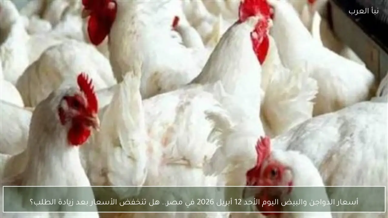 أسعار الدواجن والبيض اليوم الأحد 12 أبريل 2026 في مصر.. هل تنخفض الأسعار بعد زيادة الطلب؟