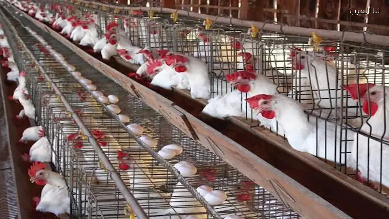 أسعار الدواجن تنخفض والبيض يرتفع اليوم الاثنين في الأسواق