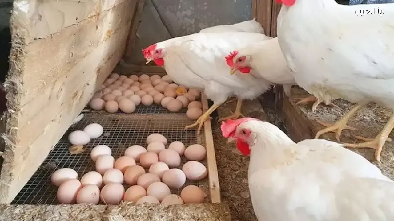 أسعار الدواجن والبيض اليوم الثلاثاء في الأسواق
