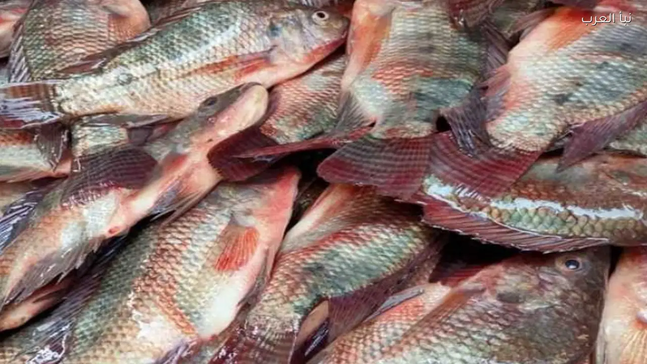 أسعار السمك البلطي والبوري اليوم الاثنين 13 ابريل 2026 في الأسواق المحلية