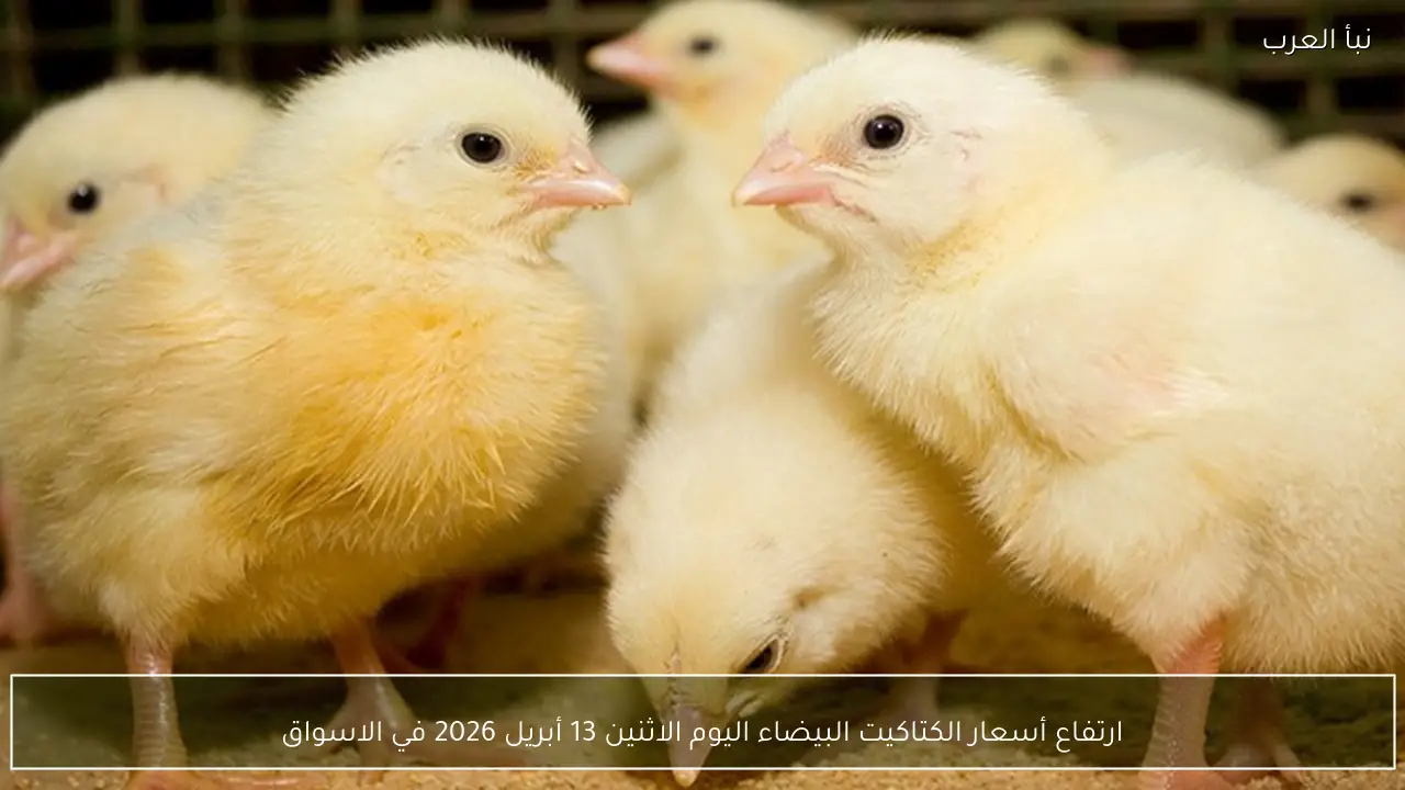 ارتفاع أسعار الكتاكيت البيضاء اليوم الاثنين 13 أبريل 2026 في الاسواق