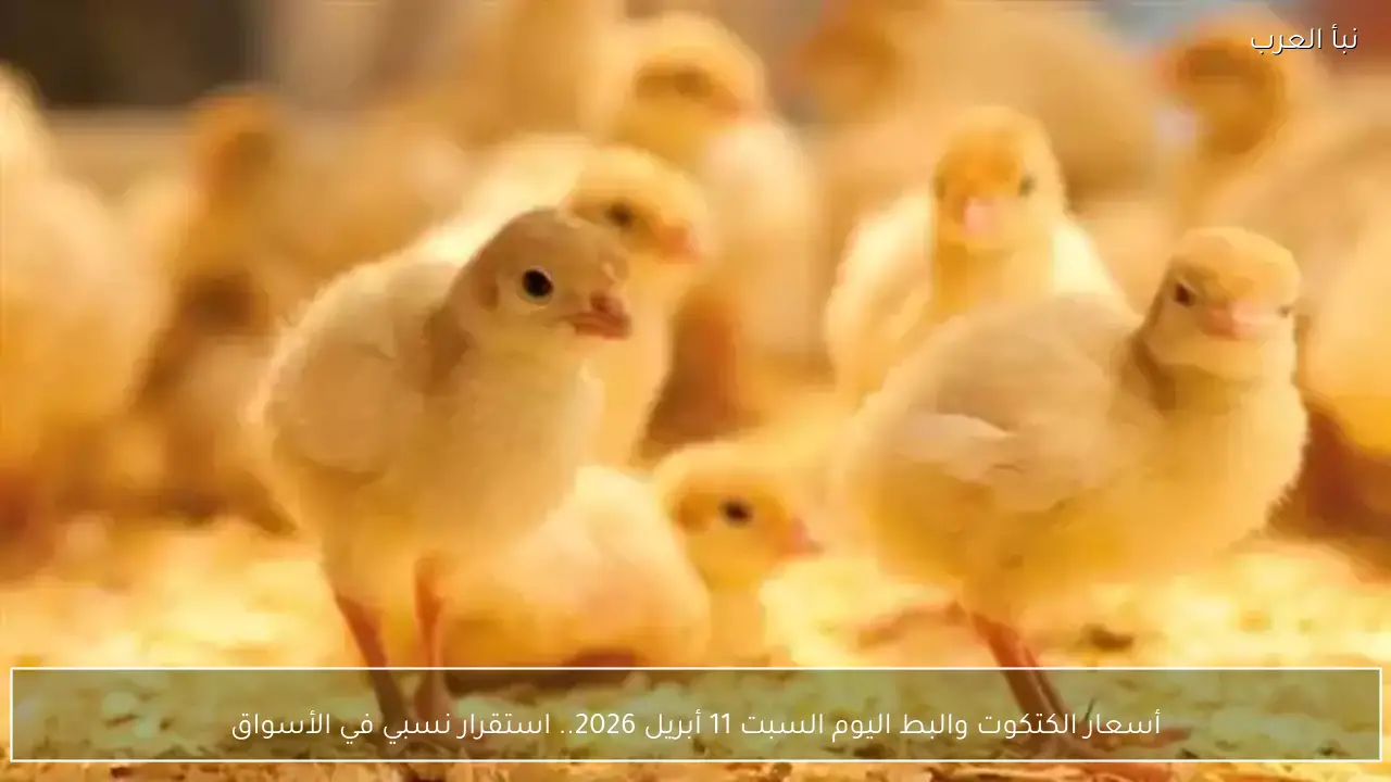 أسعار الكتكوت والبط اليوم السبت 11 أبريل 2026.. استقرار نسبي في الأسواق