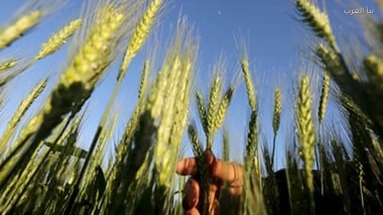 سعر القمح اليوم الثلاثاء 14 أبريل 2026 في الأسواق المحلية