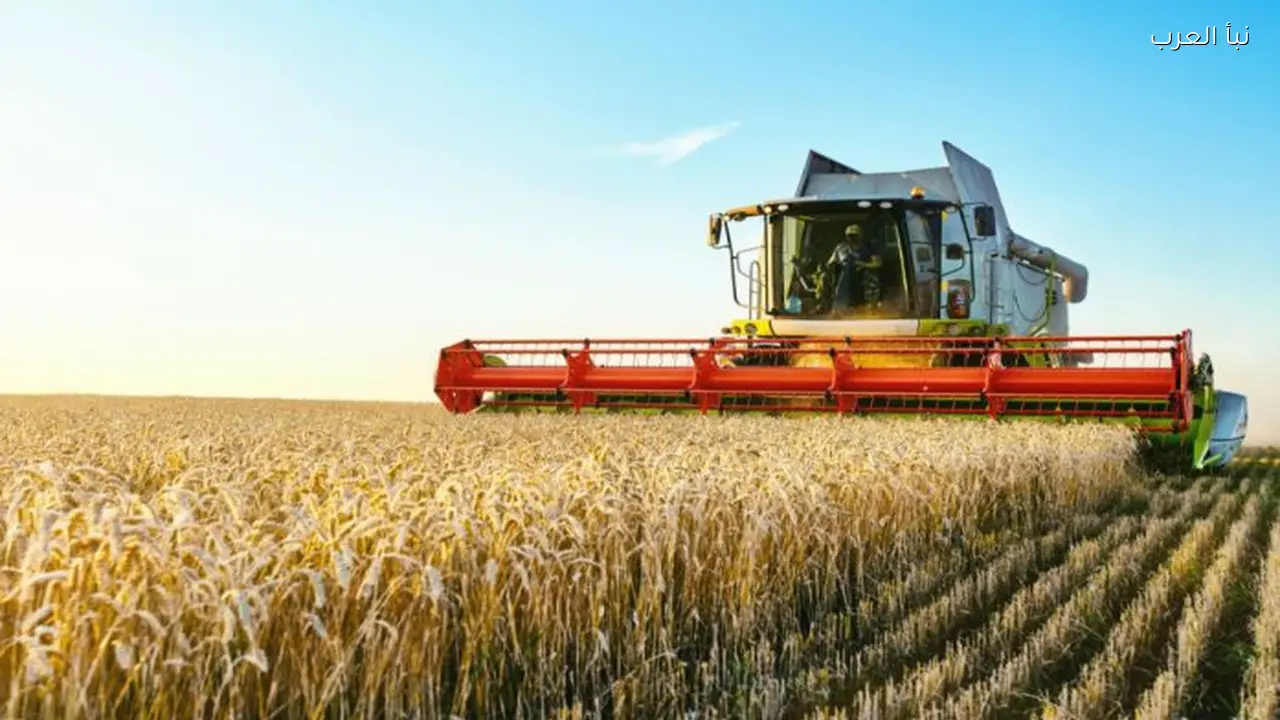 بدء موسم توريد القمح المحلي في مصر 2026.. 5 ملايين طن مستهدف