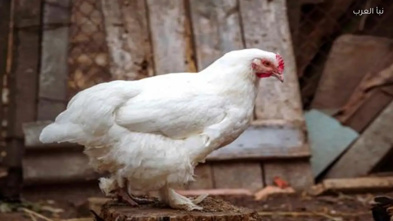سعر الفراخ البيضاء اليوم الخميس 16 أبريل 2026 في بورصة الدواجن