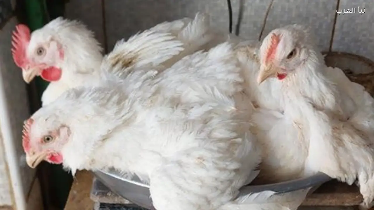 سعر الفراخ البيضاء اليوم الاثنين 13 ابريل 2026 داخل بروصة الدواجن والأسواق