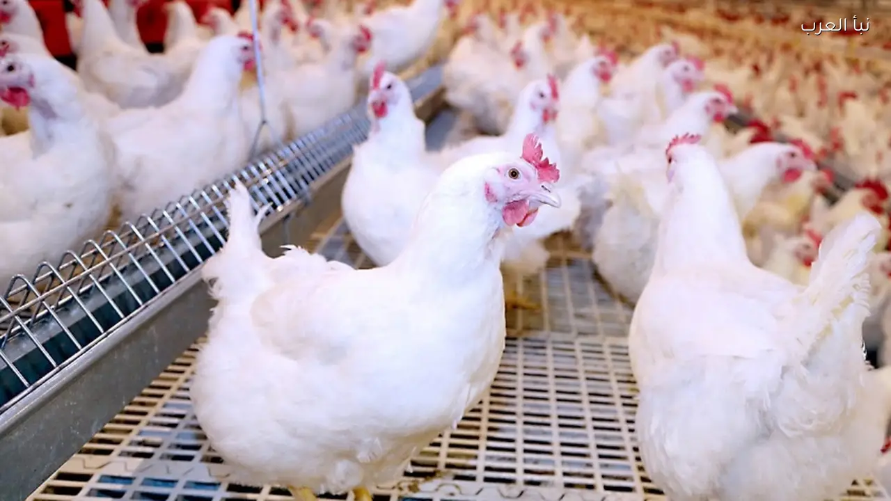 سعر الفراخ البيضاء بورصة الدواجن اليوم الاربعاء 15 ابريل 2026 في الأسواق