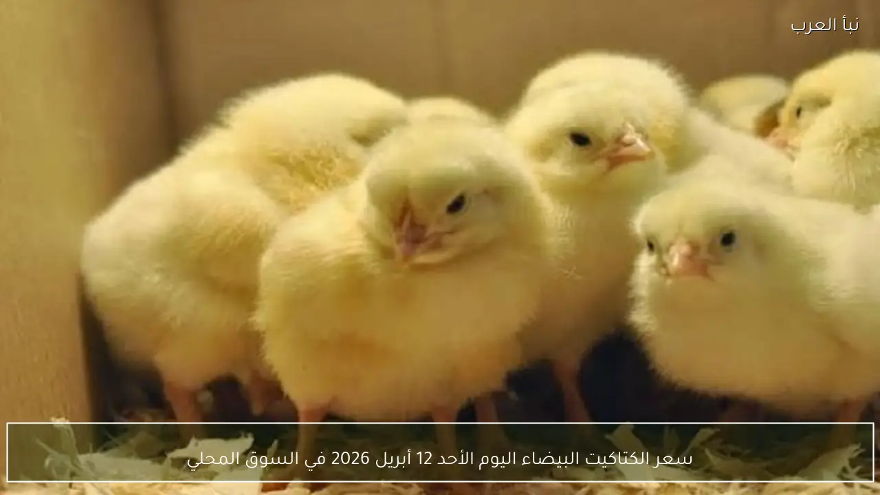 سعر الكتاكيت البيضاء اليوم الأحد 12 أبريل 2026 في السوق المحلي