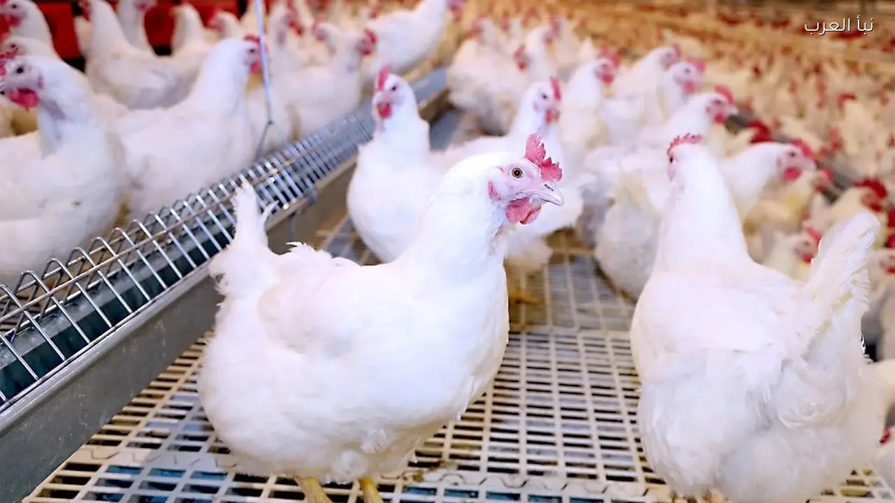 سعر كيلو الفراخ البيضاء اليوم الجمعة 10/4/2026 والبلدي في كل المحلات وفقا لبورصة الدواجن