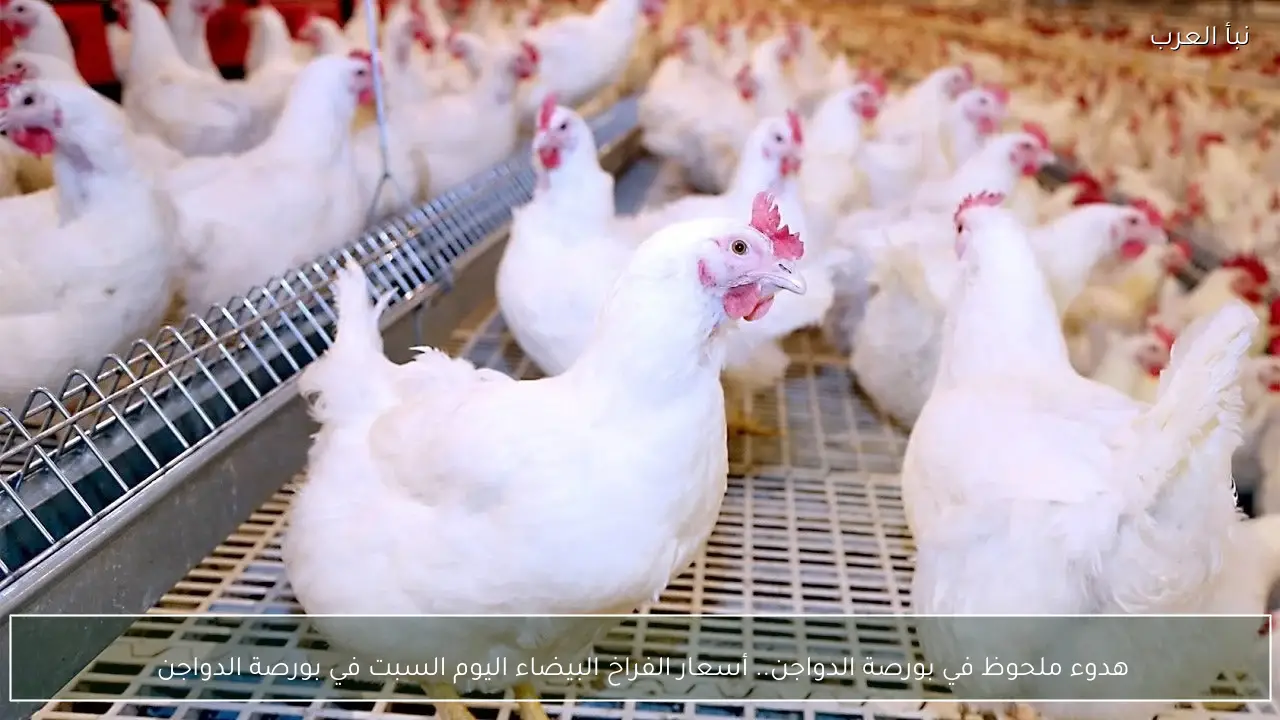 آخر تحديث.. أسعار الفراخ البيضاء اليوم السبت 11-4-2026 في بورصة الدواجن 
